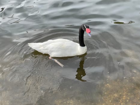 The Black-necked Swan is a species of bird in the Anatidae family. The black-necked swan is a species of swan (Cygnus),which belongs to the family of duck birds (Anatidae).
