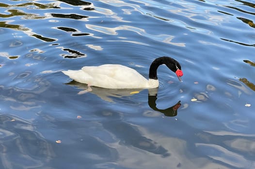 The Black-necked Swan is a species of bird in the Anatidae family. The black-necked swan is a species of swan (Cygnus),which belongs to the family of duck birds (Anatidae).