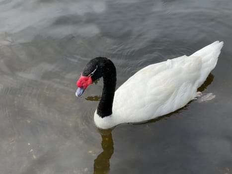 The Black-necked Swan is a species of bird in the Anatidae family. The black-necked swan is a species of swan (Cygnus),which belongs to the family of duck birds (Anatidae).