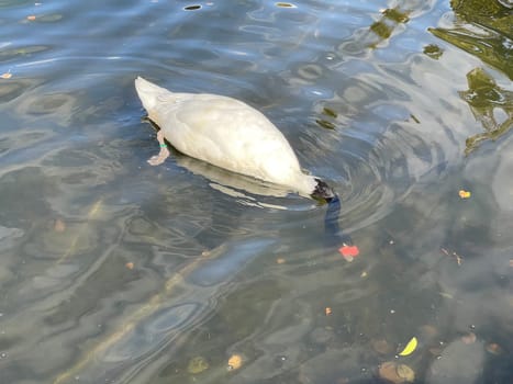 The Black-necked Swan is a species of bird in the Anatidae family. The black-necked swan is a species of swan (Cygnus),which belongs to the family of duck birds (Anatidae).