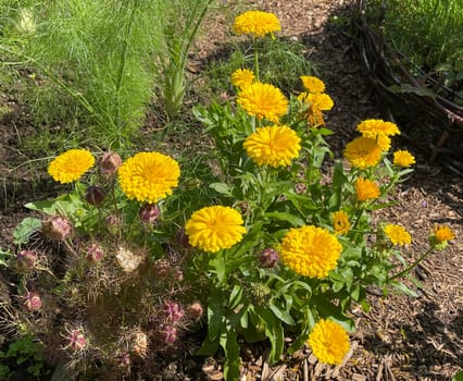 Calendula,Calendula officinalis is an important medicinal plant with yellow flowers. It is also used in medicine. Marigold,Calendula officinalis is an important medicinal plant with yellow flowers. It is also used in medicine.