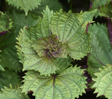 Black nettle,Perilla frutescens,Shiso,is an important medicinal and herbal plant. Black nettle,Perilla frutescens,Shiso,is an important medicinal and herb plant.