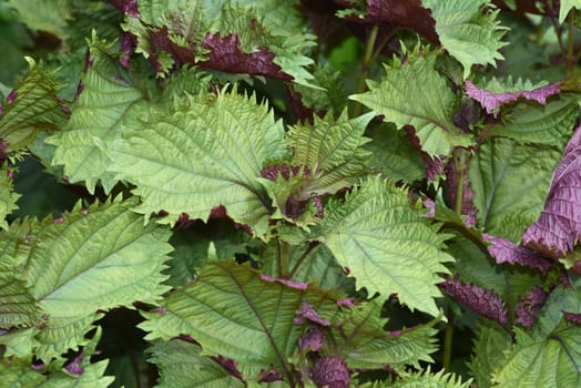 Black nettle,Perilla frutescens,Shiso,is an important medicinal and herbal plant. Black nettle,Perilla frutescens,Shiso,is an important medicinal and herb plant.