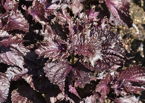 Black nettle,Perilla frutescens,Shiso,is an important medicinal and herbal plant. Black nettle,Perilla frutescens,Shiso,is an important medicinal and herb plant.