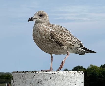 Silbermoewen are colony breeders,whose breeding sites are usually on inaccessible islands or on steep coasts. Silver gulls are colony breeders whose breeding grounds are mostly on inaccessible islands or on cliffs.