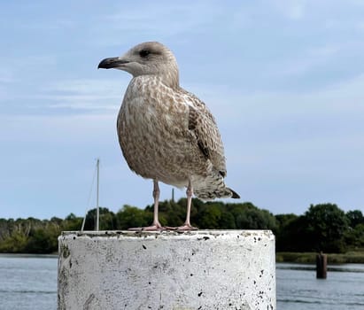 Silbermoewen are colony breeders,whose breeding sites are usually on inaccessible islands or on steep coasts. Silver gulls are colony breeders whose breeding grounds are mostly on inaccessible islands or on cliffs.