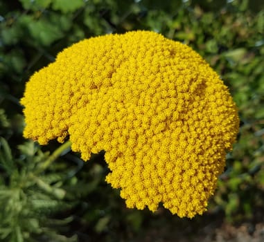 Yarrow,Achillea filipendulina is a garden flower with beautiful yellow flowers. Large-flowered yarrow,Achillea filipendulina,is a garden flower with beautiful yellow flowers.