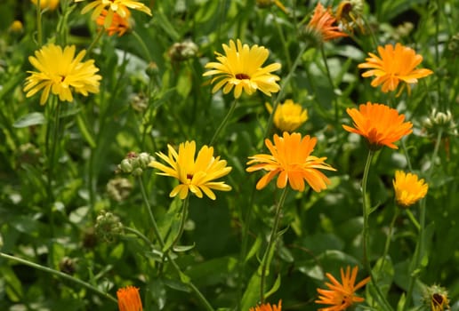 Calendula,Calendula officinalis is an important medicinal plant with yellow flowers. It is also used in medicine. Marigold,Calendula officinalis is an important medicinal plant with yellow flowers. It is also used in medicine.