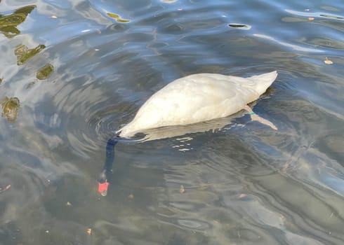 The Black-necked Swan is a species of bird in the Anatidae family. The black-necked swan is a species of swan (Cygnus),which belongs to the family of duck birds (Anatidae).