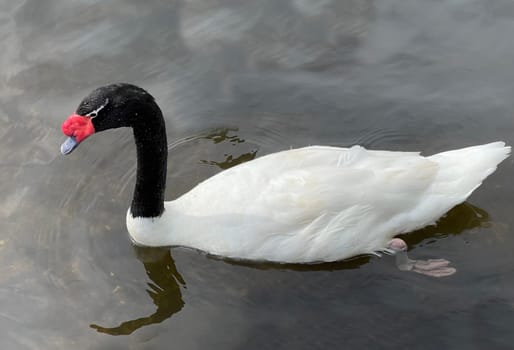 The Black-necked Swan is a species of bird in the Anatidae family. The black-necked swan is a species of swan (Cygnus),which belongs to the family of duck birds (Anatidae).