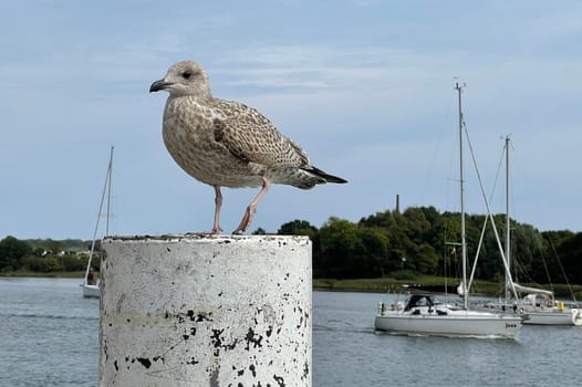 Silbermoewen are colony breeders,whose breeding sites are usually on inaccessible islands or on steep coasts. Silver gulls are colony breeders whose breeding grounds are mostly on inaccessible islands or on cliffs.