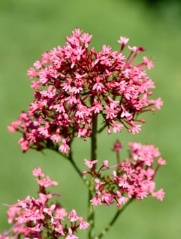 Spur flower,Centranthus ruber is an attractive and insect-loving flower. Spornflower,Centranthus ruber is an attractive and insect-loving flower.