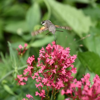 Pigeon swather,Macroglossum,stellatarum,to the almost exotic insects belongs the pigeon swaenzchen or also called hummingbird swath reminds with its buzzing flight of hummingbirds and comes from the south in summer to us. Pigeon tail,Macroglossum,stellatarum,one of the almost exotic insects,is the pigeon tail or hummingbird warmer,which reminds of hummingbirds with its whirring flight and comes to us from the south in summer.