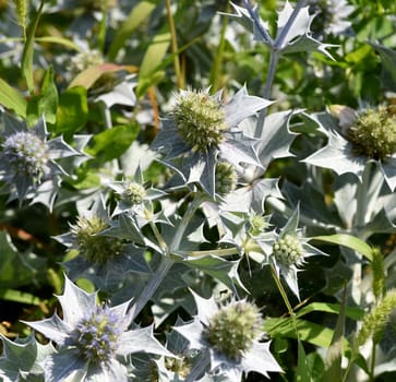 Sea thistle,Eryngium maritimum,is a species of thistle that thrives in sand near the coast. Beach thistle,Eryngium maritimum,is a species of thistle that thrives in the sand near the coast.