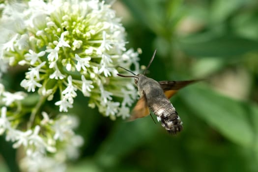 Pigeon swather,Macroglossum,stellatarum,to the almost exotic insects belongs the pigeon swaenzchen or also called hummingbird swath reminds with its buzzing flight of hummingbirds and comes from the south in summer to us. Pigeon tail,Macroglossum,stellatarum,one of the almost exotic insects,is the pigeon tail or hummingbird warmer,which reminds of hummingbirds with its whirring flight and comes to us from the south in summer.