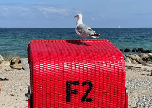 Silbermoewen are colony breeders,whose breeding sites are usually on inaccessible islands or on steep coasts. Silver gulls are colony breeders whose breeding grounds are mostly on inaccessible islands or on cliffs.