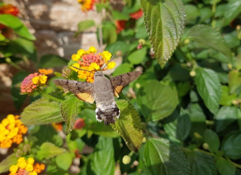 Pigeon swather,Macroglossum,stellatarum,to the almost exotic insects belongs the pigeon swaenzchen or also called hummingbird swath reminds with its buzzing flight of hummingbirds and comes from the south in summer to us. Pigeon tail,Macroglossum,stellatarum,one of the almost exotic insects,is the pigeon tail or hummingbird warmer,which reminds of hummingbirds with its whirring flight and comes to us from the south in summer.