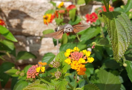 Pigeon swather,Macroglossum,stellatarum,to the almost exotic insects belongs the pigeon swaenzchen or also called hummingbird swath reminds with its buzzing flight of hummingbirds and comes from the south in summer to us. Pigeon tail,Macroglossum,stellatarum,one of the almost exotic insects,is the pigeon tail or hummingbird warmer,which reminds of hummingbirds with its whirring flight and comes to us from the south in summer.