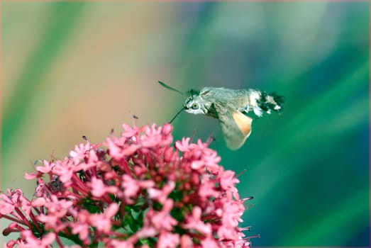 Pigeon swather,Macroglossum,stellatarum,to the almost exotic insects belongs the pigeon swaenzchen or also called hummingbird swath reminds with its buzzing flight of hummingbirds and comes from the south in summer to us. Pigeon tail,Macroglossum,stellatarum,one of the almost exotic insects,is the pigeon tail or hummingbird warmer,which reminds of hummingbirds with its whirring flight and comes to us from the south in summer.