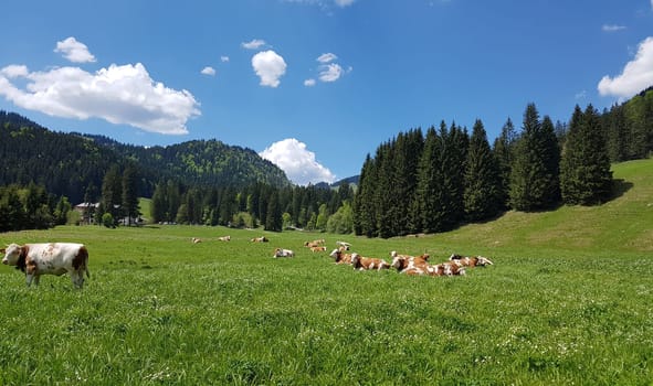 Alpine pastures in the Alps,here in Upper Bavaria,are among the most beautiful landscapes in Germany. Alpine pastures in the Alps,here in Upper Bavaria,are among the most beautiful landscapes in Germany.