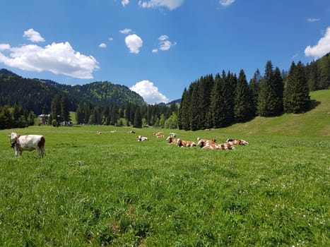 Alpine pastures in the Alps,here in Upper Bavaria,are among the most beautiful landscapes in Germany. Alpine pastures in the Alps,here in Upper Bavaria,are among the most beautiful landscapes in Germany.