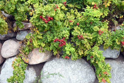 Apple rose,Rosa rugosa,is a wild rose with beautiful red fruits in autumn. Apple rose,Rosa rugosa,is a wild rose with beautiful red fruits in autumn.