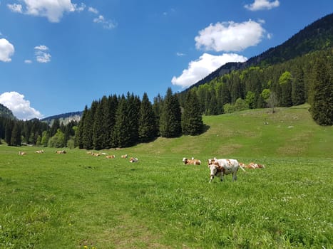 Alpine pastures in the Alps,here in Upper Bavaria,are among the most beautiful landscapes in Germany. Alpine pastures in the Alps,here in Upper Bavaria,are among the most beautiful landscapes in Germany.