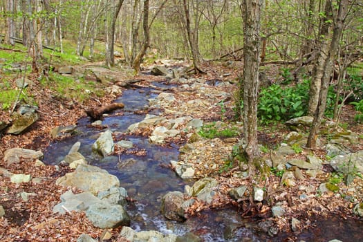Scenic landscape of small brook in a forested area