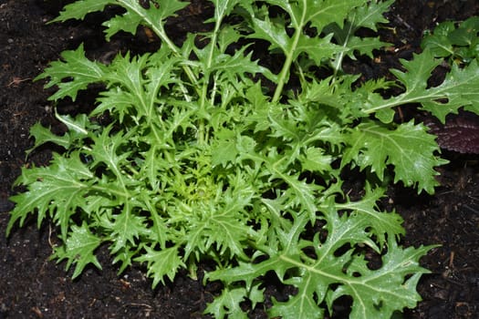 Asian salads are often available all year round. It is used as a salad as well as a vegetable side dish. Asian salads are often available all year round. It is used as a salad as well as a vegetable side dish.
