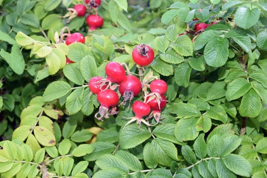 Apple rose,Rosa rugosa,is a wild rose with beautiful red fruits in autumn. Apple rose,Rosa rugosa,is a wild rose with beautiful red fruits in autumn.