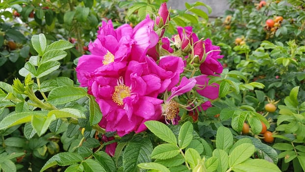 Apple rose,Rosa rugosa,is a wild rose with beautiful red fruits in autumn. Apple rose,Rosa rugosa,is a wild rose with beautiful red fruits in autumn.