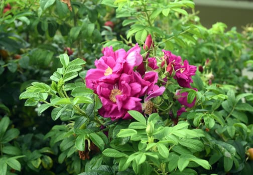 Apple rose,Rosa rugosa,is a wild rose with beautiful red fruits in autumn. Apple rose,Rosa rugosa,is a wild rose with beautiful red fruits in autumn.