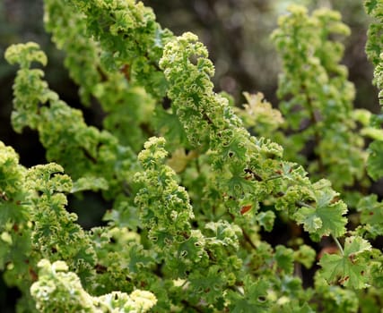 Apple-scented pelargonium,Pelargonium odoratissimum,is a scented geranium used as a cuebel and balcony flower. Apple-scented pelargonium,Pelargonium odoratissimum,is a scented geranium that is used as a tub and balcony flower.