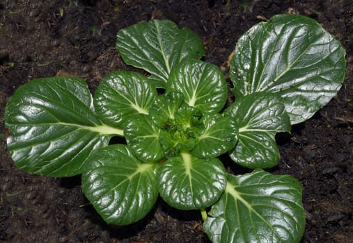 Asian salads are often available all year round. It is used as a salad as well as a vegetable side dish. Asian salads are often available all year round. It is used as a salad as well as a vegetable side dish.
