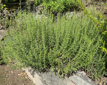 Mountain savory,Satureja montana,is a perennial spice herb and a medicinal and fragrant plant with white flowers. Mountain savory,Satureja montana,is a perennial herb and a medicinal and aromatic plant with white flowers.