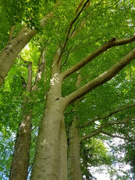 Beech,Fagus sylvatica,is a deciduous tree that is often found in our forests.  It is a powerful tree and its wood is an important supplier of timber. Beech,Fagus,sylvatica,is a deciduous tree,which is often found in our forests. It is a powerful tree and its wood is an important timber supplier.