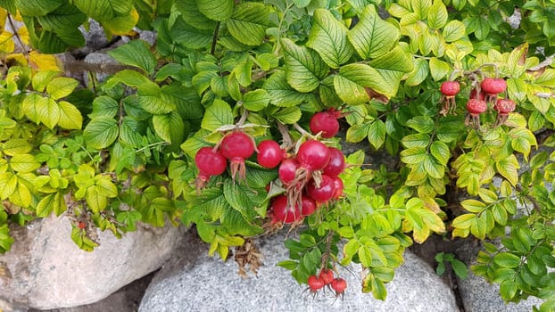 Apple rose,Rosa rugosa,is a wild rose with beautiful red fruits in autumn. Apple rose,Rosa rugosa,is a wild rose with beautiful red fruits in autumn.