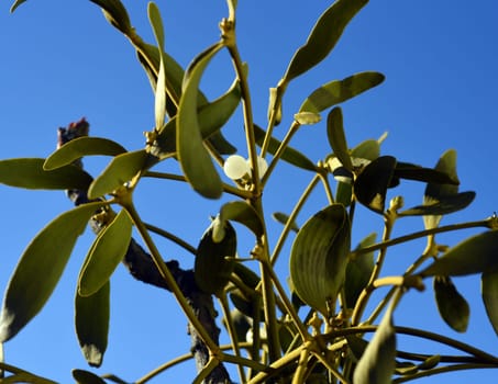 Mistletoe,Viscum album is a parasite that lives on our native trees. Mistletoe,Viscum album,is a parasite that lives on our native trees.