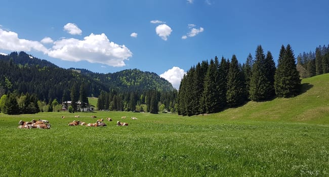 Alpine pastures in the Alps,here in Upper Bavaria,are among the most beautiful landscapes in Germany. Alpine pastures in the Alps,here in Upper Bavaria,are among the most beautiful landscapes in Germany.