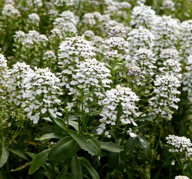 Bitter ribbon flower,Iberis amara is an important medicinal plant with white flowers. Bitter candytuft,Iberis amara is an important medicinal plant with white flowers.