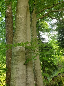 Beech,Fagus sylvatica,is a deciduous tree that is often found in our forests.  It is a powerful tree and its wood is an important supplier of timber. Beech,Fagus,sylvatica,is a deciduous tree,which is often found in our forests. It is a powerful tree and its wood is an important timber supplier.