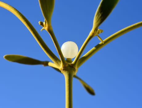 Mistletoe,Viscum album is a parasite that lives on our native trees. Mistletoe,Viscum album,is a parasite that lives on our native trees.