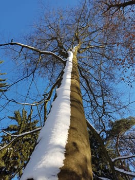 Beech,Fagus sylvatica,is a deciduous tree that is often found in our forests.  It is a powerful tree and its wood is an important supplier of timber. Beech,Fagus,sylvatica,is a deciduous tree,which is often found in our forests. It is a powerful tree and its wood is an important timber supplier.