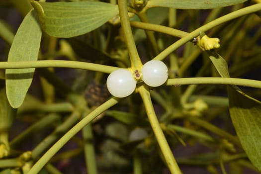 Mistletoe,Viscum album is a parasite that lives on our native trees. Mistletoe,Viscum album,is a parasite that lives on our native trees.