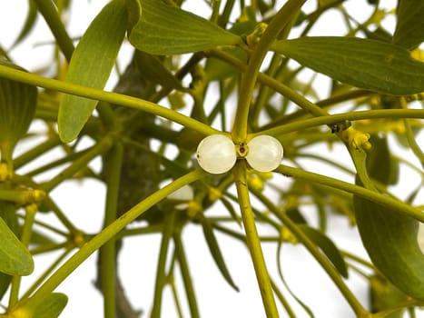 Mistletoe,Viscum album is a parasite that lives on our native trees. Mistletoe,Viscum album,is a parasite that lives on our native trees.