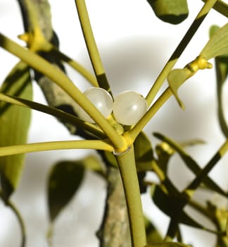 Mistletoe,Viscum album is a parasite that lives on our native trees. Mistletoe,Viscum album,is a parasite that lives on our native trees.