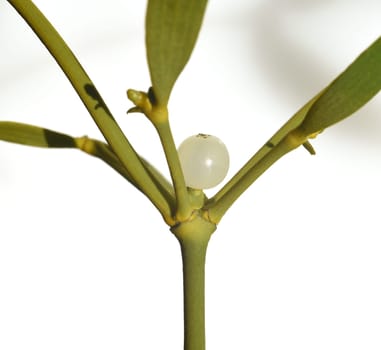 Mistletoe,Viscum album is a parasite that lives on our native trees. Mistletoe,Viscum album,is a parasite that lives on our native trees.