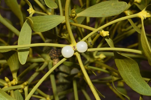 Mistletoe,Viscum album is a parasite that lives on our native trees. Mistletoe,Viscum album,is a parasite that lives on our native trees.