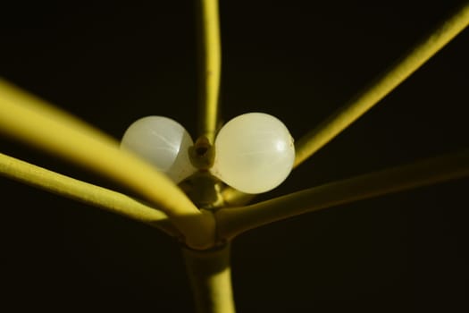 Mistletoe,Viscum album is a parasite that lives on our native trees. Mistletoe,Viscum album,is a parasite that lives on our native trees.
