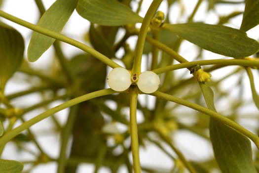 Mistletoe,Viscum album is a parasite that lives on our native trees. Mistletoe,Viscum album,is a parasite that lives on our native trees.